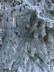 Frost-covered spruce branches. Winter Christmas natural background - 743819333