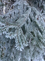 Frost-covered spruce branches. Winter Christmas natural background