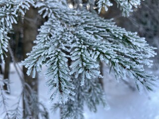 Frost-covered spruce branches. Winter Christmas natural background - 743819359