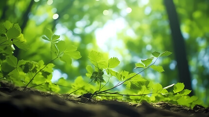 Forest trees low angle landscape panorama