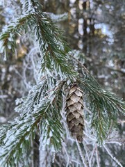 Frost-covered spruce branches. Winter Christmas natural background - 743819370