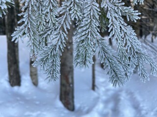 Frost-covered spruce branches. Winter Christmas natural background - 743819375