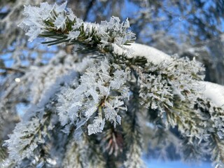 Frost-covered spruce branches. Winter Christmas natural background - 743819394