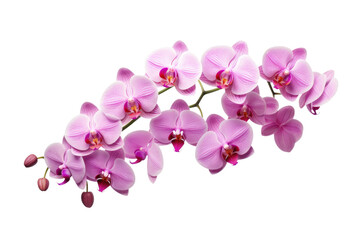 Graceful Orchid Cutout on Transparent Background