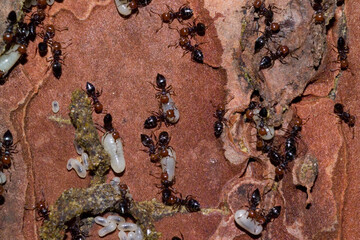 common red ant  and white pupae in colony (Crematogaster scutellaris)