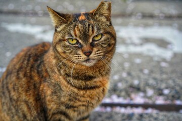 Obraz premium portrait of a cat