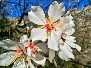almond flower