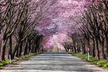 An empty rural road covered by a beautiful Cherry Blossom tunnel during spring