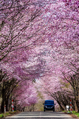 Rural traffic passing under a beautiful Cherry Blossom tunnel on a road in Aomori Prefecture, Japan