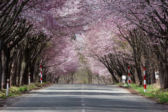 Brightly colored Cherry Blossom forming a tunnel over a rural road in Aomori Prefecture, Japan