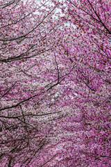 Close-up of beautiful pink Cherry Blossom