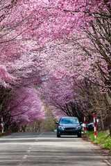 A beautiful Cherry Blossom tunnel over a rural road in the Aomori area of Japan