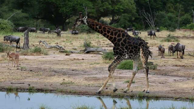 A very dark giraffe bull drinking water.