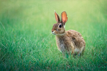 Rabbit in Grass
