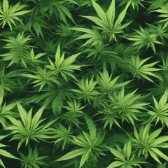 Lush green cannabis plants with wide leaves, foliage pattern.