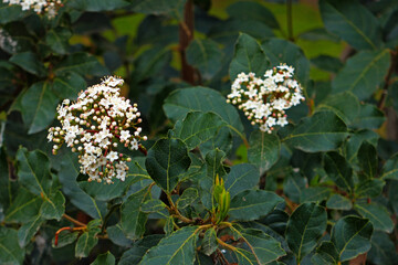 Lorbeerblättriger Schneeball