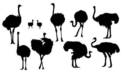 Set of silhouettes of African ostrich. Large wild birds of Africa. Realistic vector animal