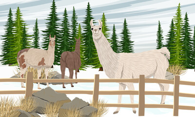A herd of llamas stand in a paddock in winter. Farm with llamas. Realistic vector landscape