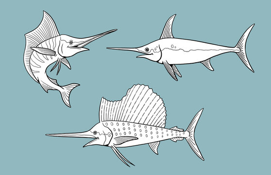 black and white swordfish on blue background clip art preview