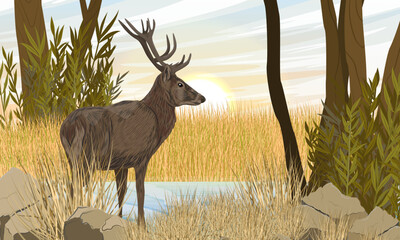 A red deer stands in dry grass on the river bank. Noble deer Cervus elaphus in the wild in autumn. Realistic vector landscape