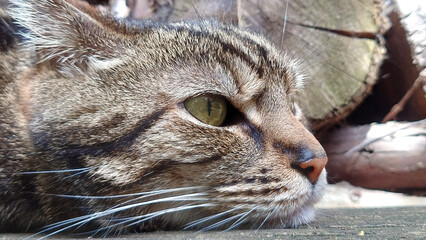 Portrait of a black and brown staring cat lying on the ground.