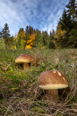 Two edible wild mushrooms Penny Bun (Boletus edulis) in beautiful landscape with blue sky