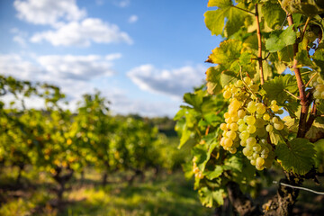 Grappe de raisin blanc type Chardonnay dans les vignes au soleil.