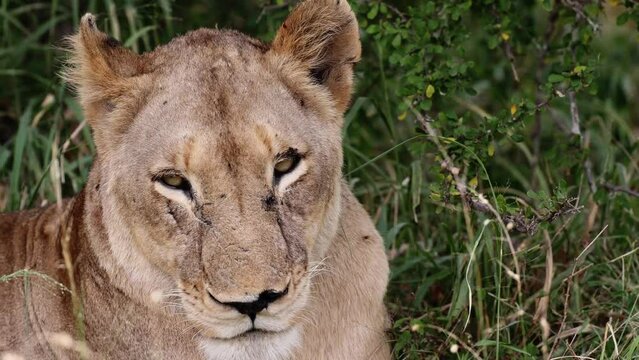  A lioness close-up with eye contact