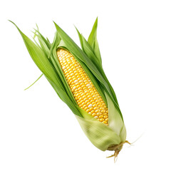 Corn on the cob isolated on a transparent background.