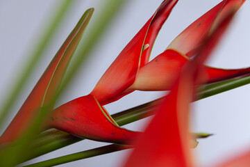 Heliconia Helikonie Exotische Blume Hummerschere Pflanze