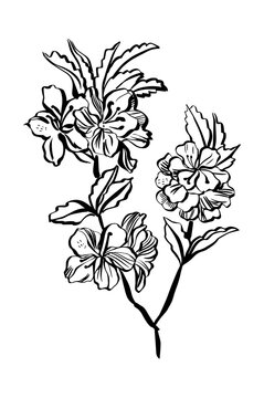 Ilustración de una rama de un árbol de cerezo en floración, blanco y negro fondo transparente