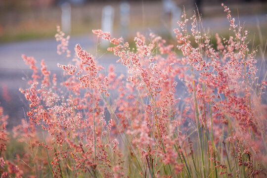 Beautiful pink grass seed heads in the afternoon light