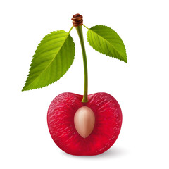 A single red cherry with a green leafs on its stem, cut in half with the pit exposed, illustration on a white background - 743842501