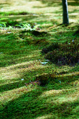 祇王寺の庭園風景