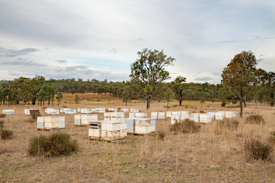 Pallets of beehives in a paddock