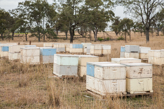 Pallets of beehives in a paddock