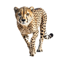Cheetah Portrait on a transparent background