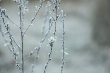 Ice crystals on a plant