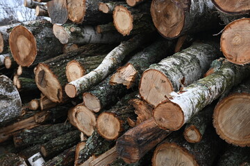 cut tree trunks as a backdrop, spring pruning of trees, cut tree trunks, moss-covered arbor trunks,...