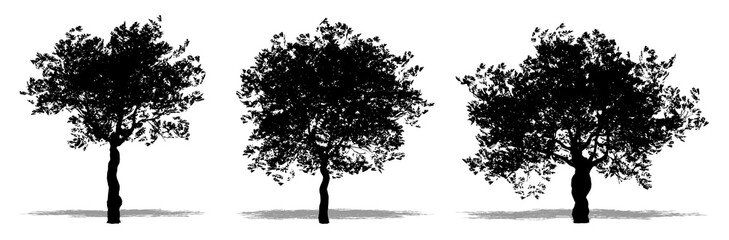 Set or collection of European Olive trees as a black silhouette on white background. Concept or conceptual vector for nature, planet, ecology and conservation, strength, endurance and  beauty