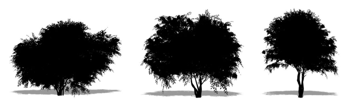 Set or collection of Black Elder trees as a black silhouette on white background. Concept or conceptual vector for nature, planet, ecology and conservation, strength, endurance and  beauty