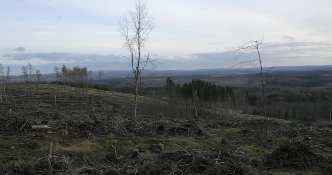 Schierke, Germany - 12/30/2022: Landscape with dead spruces and trees due to bark beetle infestation in the forest on the Brocken in the Harz Mountains