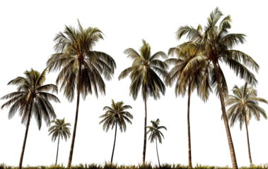 Tropical palm trees, cut out
