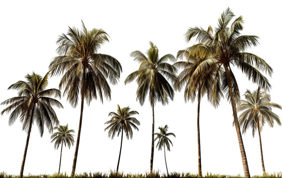 Tropical palm trees, cut out