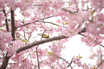 Obraz premium 満開の緋寒桜の花に囲まれたメジロ