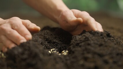 Gardener putting seeds in the ground. Man farmer hands planting sowing seed in soil preparation for spring season, organic farming and gardening.