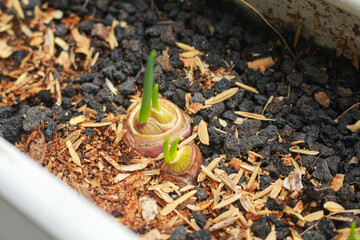 Planting shallot seeds and they have sprouted in an organic vegetable garden on a used water pipe.