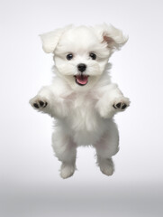 Obraz premium Adorable white Bichon Frise dog puppy jumping pose isolated on white background
