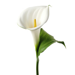 Flower - nature.White . Calla Lily: Beauty and elegance