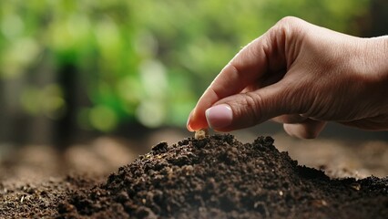 Gardener putting seed in the ground against green plants. A woman farmer hand plants pea seeds in a...